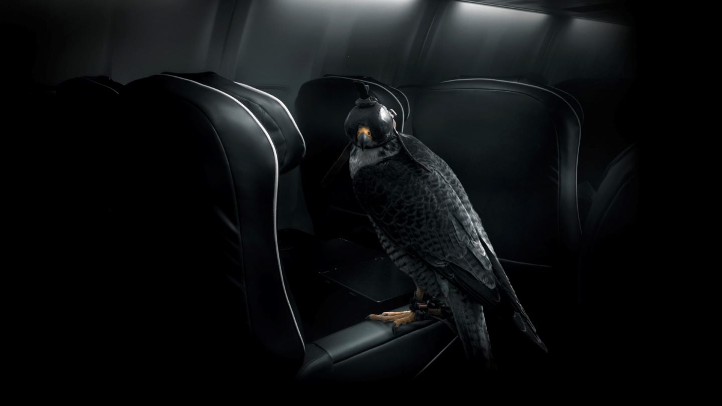A majestic bird that travels private: falcon – the ultimate symbol of status and luxury