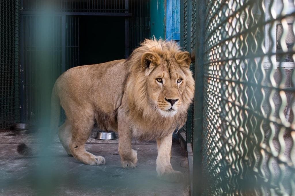 KlasJet to repatriate lion cub and leopard from Russia to Tanzania