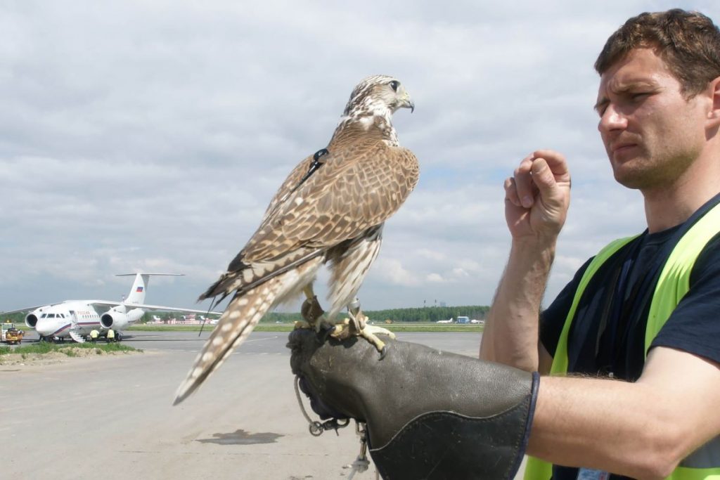 “Falcon air patrols and goat landscapers: creative ways airports are going for better sustainability