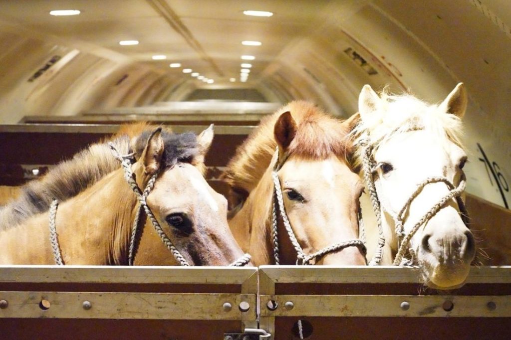 Chapman-Freeborn-Mongolian-horses-main